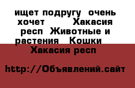 ищет подругу, очень хочет))))  - Хакасия респ. Животные и растения » Кошки   . Хакасия респ.